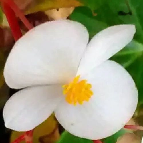 シキザキベゴニア（四季咲きベゴニア） (Begonia cucullata)-i