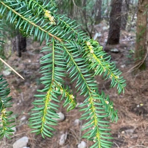 ヨーロッパイチイ（欧羅巴一位） (Taxus baccata)-i