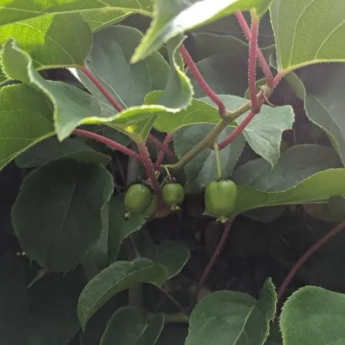 Baby kiwi (Actinidia arguta)-i