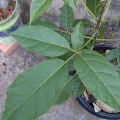 Pink poui (Tabebuia rosea)-i