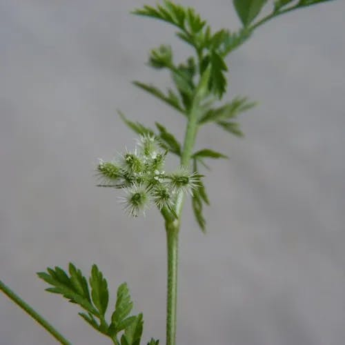 Hedge-parsley (Torilis nodosa)-i