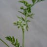 Hedge-parsley (Torilis nodosa)-i