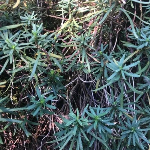 トキワマガリバナ（常葉曲がり花） (Iberis sempervirens)-i