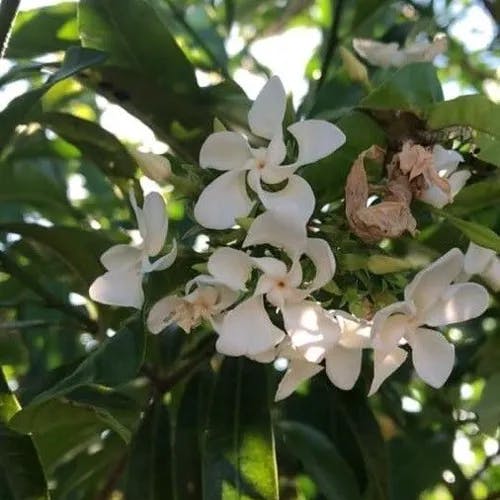 Pinwheel flower (Tabernaemontana catharinensis)-i