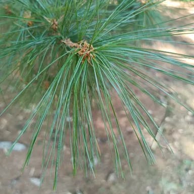 Bhutan pine