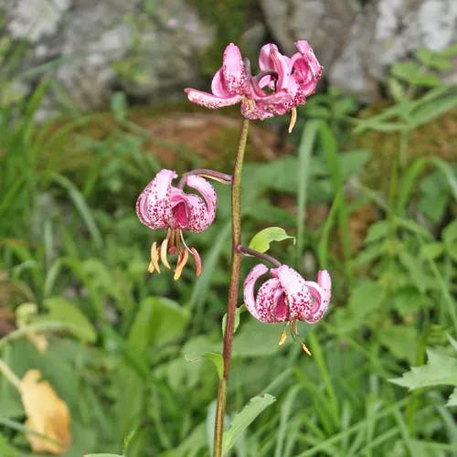 マルタゴンリリー (Lilium martagon)-i