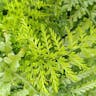 Mother fern (Asplenium bulbiferum)-i