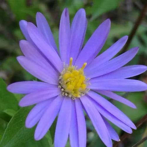 European michaelmas daisy (Aster amellus)-i