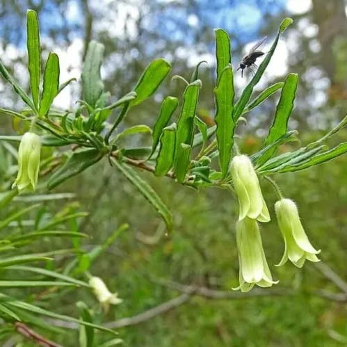 Apple-berry (Billardiera scandens)-i