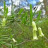 Apple-berry (Billardiera scandens)-i