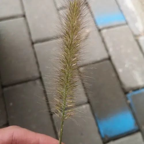 チカラシバ（力芝） (Pennisetum alopecuroides)-i