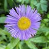 Aspen daisy (Erigeron speciosus)-i