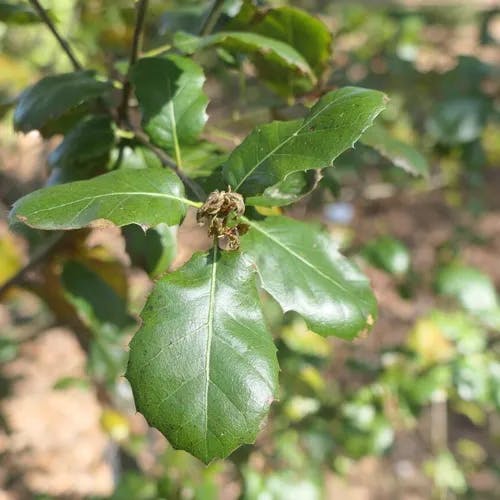 Coast oak (Quercus parvula)-i