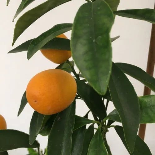 キンカン（金冠） (Citrus japonica)-i