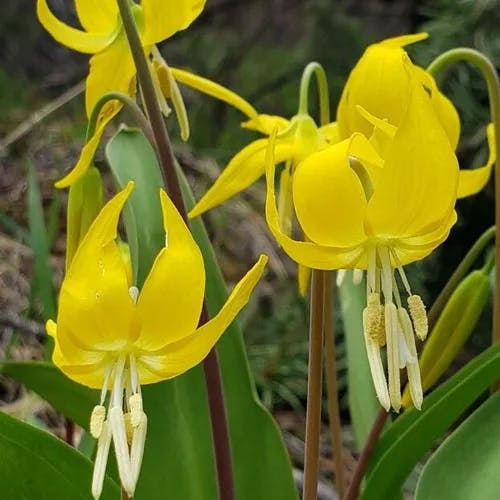 Avalanche-lily (Erythronium grandiflorum)-i