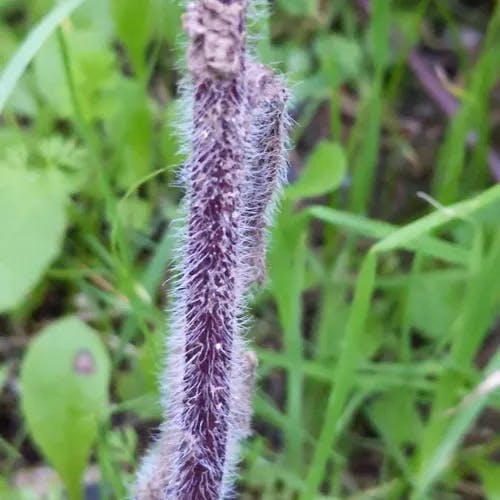 アラゲハンゴンソウ（荒毛反魂草） (Rudbeckia hirta)-i