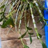 Unscented dendrobium (Dendrobium anosmum)-i