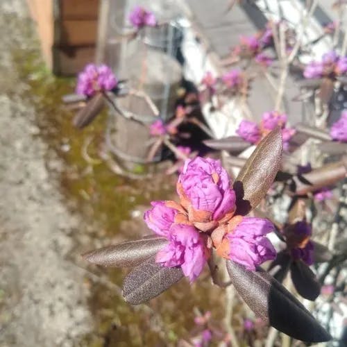 サカイツツジ（堺躑躅） (Rhododendron lapponicum)-i