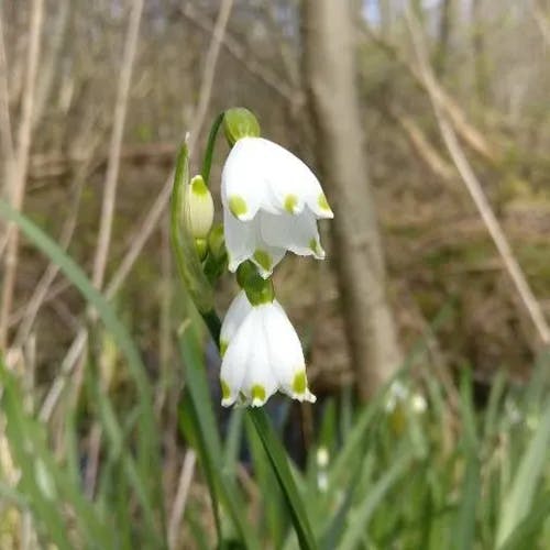 Loddon-lily (Leucojum aestivum)-i