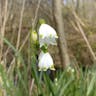 Loddon-lily (Leucojum aestivum)-i