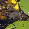 オオタヌキモ（大狸藻） (Utricularia macrorhiza)-i