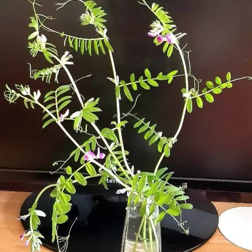 ヤハズエンドウ（矢筈豌豆） (Vicia sativa)-i