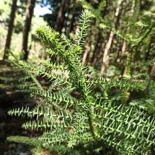 ナンヨウスギ（南洋杉） (Araucaria cunninghamii)-i