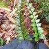 ヌリトラノオ（塗虎の尾） (Asplenium normale)-i