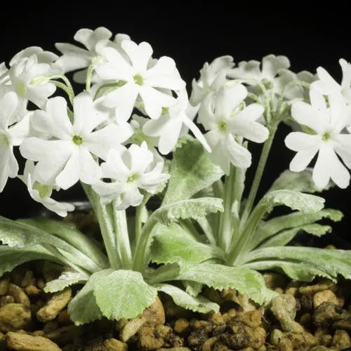 ユウバリコザクラ（夕張小桜） (Primula yuparensis)-i