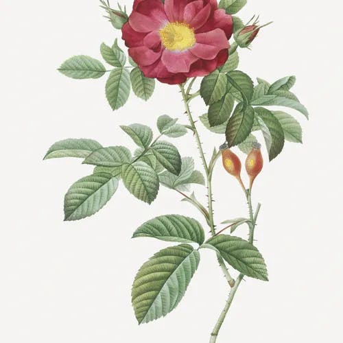 ダマスクバラ（ダマスク薔薇） (Rosa damascena)-i