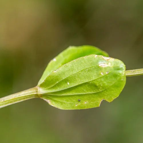 ベニバナセンブリ（紅花千振） (Centaurium erythraea)-i