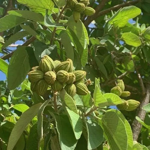 Mexican-olive (Cordia boissieri)-i