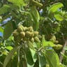 Mexican-olive (Cordia boissieri)-i