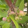 Whiteleaf manzanita (Arctostaphylos manzanita)-i