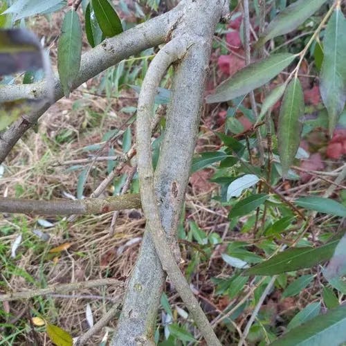 セイヨウシロヤナギ（西洋白柳） (Salix alba)-i