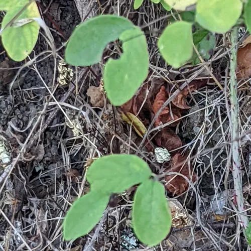 Creeping snowberry (Symphoricarpos mollis)-i