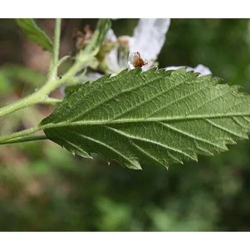 Pennsylvania blackberry (Rubus pensilvanicus)-i