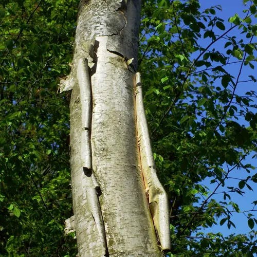 ダケカンバ（岳樺） (Betula ermanii)-i