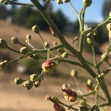 California figwort
