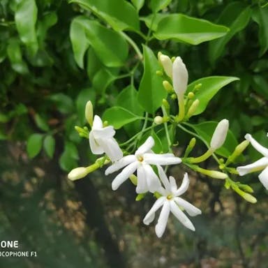 Catalonian jasmine