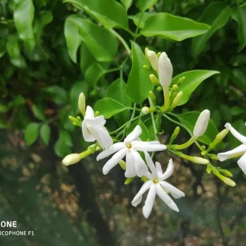 ジャスミン（茉莉花） (Jasminum grandiflorum)-i