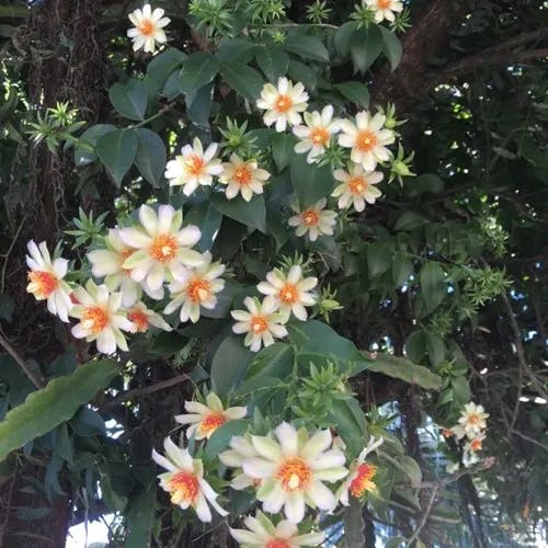 モクキリン（杢麒麟） (Pereskia aculeata)-i