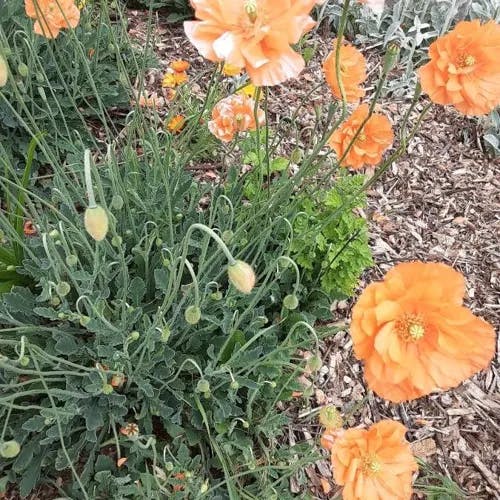 Spanish poppy (Papaver rupifragum)-i