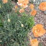 Spanish poppy (Papaver rupifragum)-i