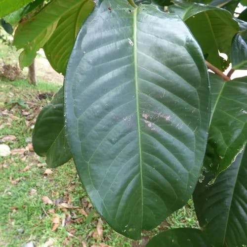 アペル (Syzygium malaccense)-i