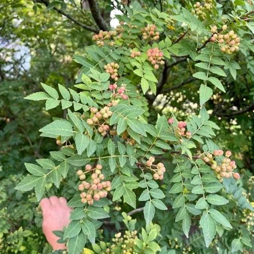 イヌザンショウ（犬山椒） (Zanthoxylum schinifolium)-i