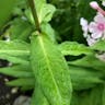 クサキョウチクトウ（草夾竹桃） (Phlox paniculata)-i