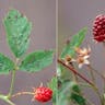 Pacific blackberry (Rubus ursinus)-i