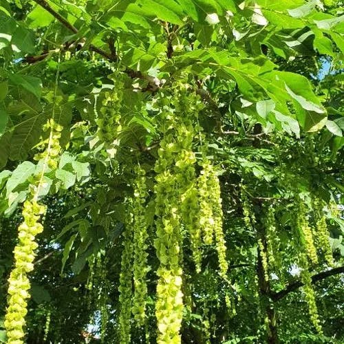 シナサワグルミ（支那沢胡桃） (Pterocarya stenoptera)-i