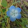 ルリカラクサ（瑠璃唐草） (Nemophila menziesii)-i